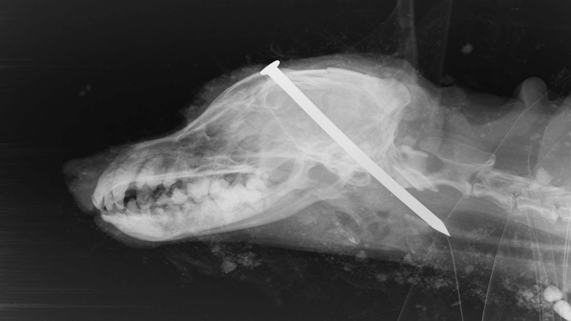 One of the animal cruelty cases dealt with by the RSPCA involved a dog buried alive with a nail hammered into its skull