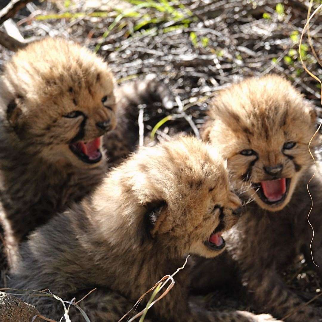 The wild-born cubs have been doing well. Picture: Aspinall Foundation