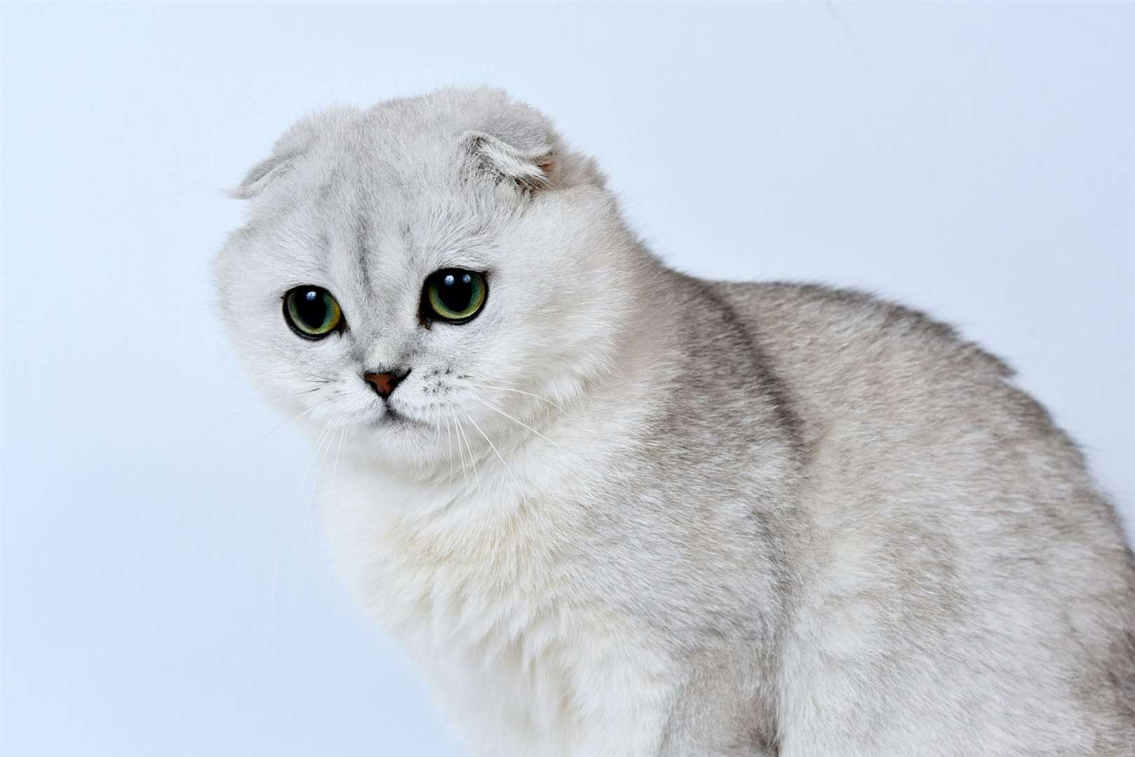 Animal charities have raised concerns over a new Hollywood film “glamourising” Scottish Fold cats. Picture: RSPCA