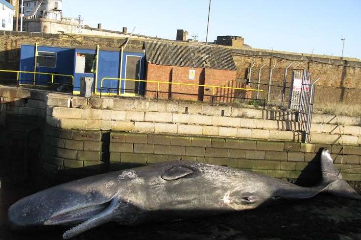 The whale at the Port of Sheppey after being brought ashore