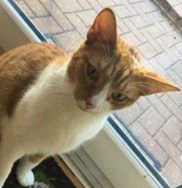 Leo Morgan's cat Ginger was shot and he is warning other cat owners to be on their guard
