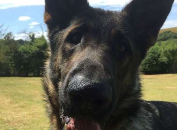 Police dog Parker. Picture: Kent Police