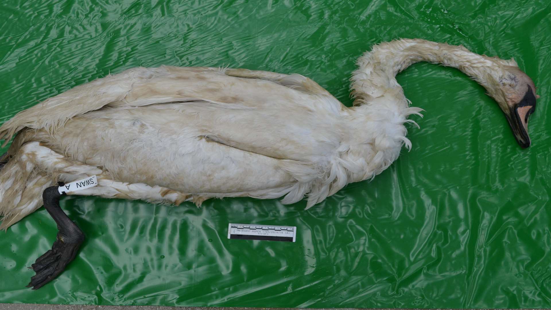 Dead swan. Stock photo RSPCA