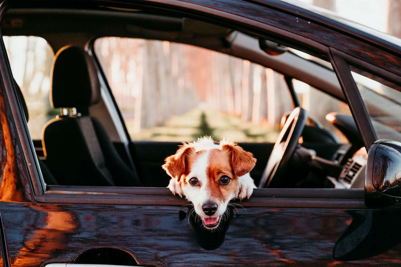 Having long campaigned about leaving dogs in cars the RSPCA says it wants people to think carefully about when to walk too. Photo: Stock photo.