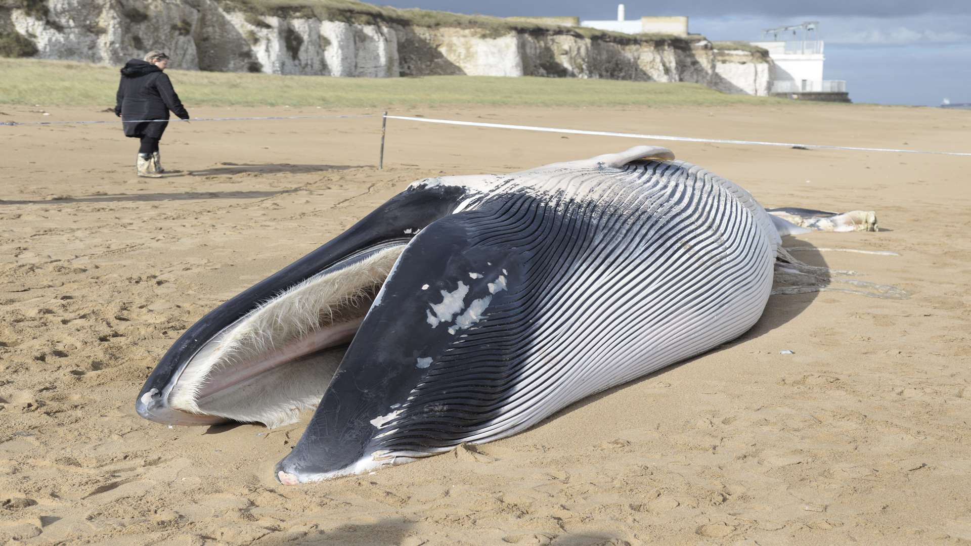 The mammal was found dead on the beach. Picture: Chris Davey.