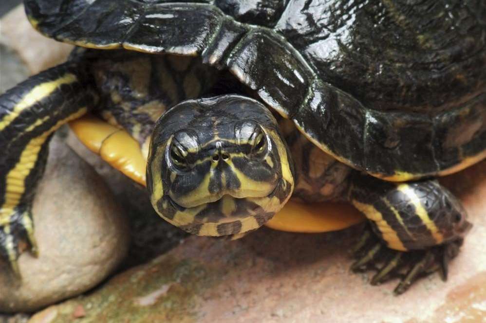 A terrapin, similar to the one caught in the Medway