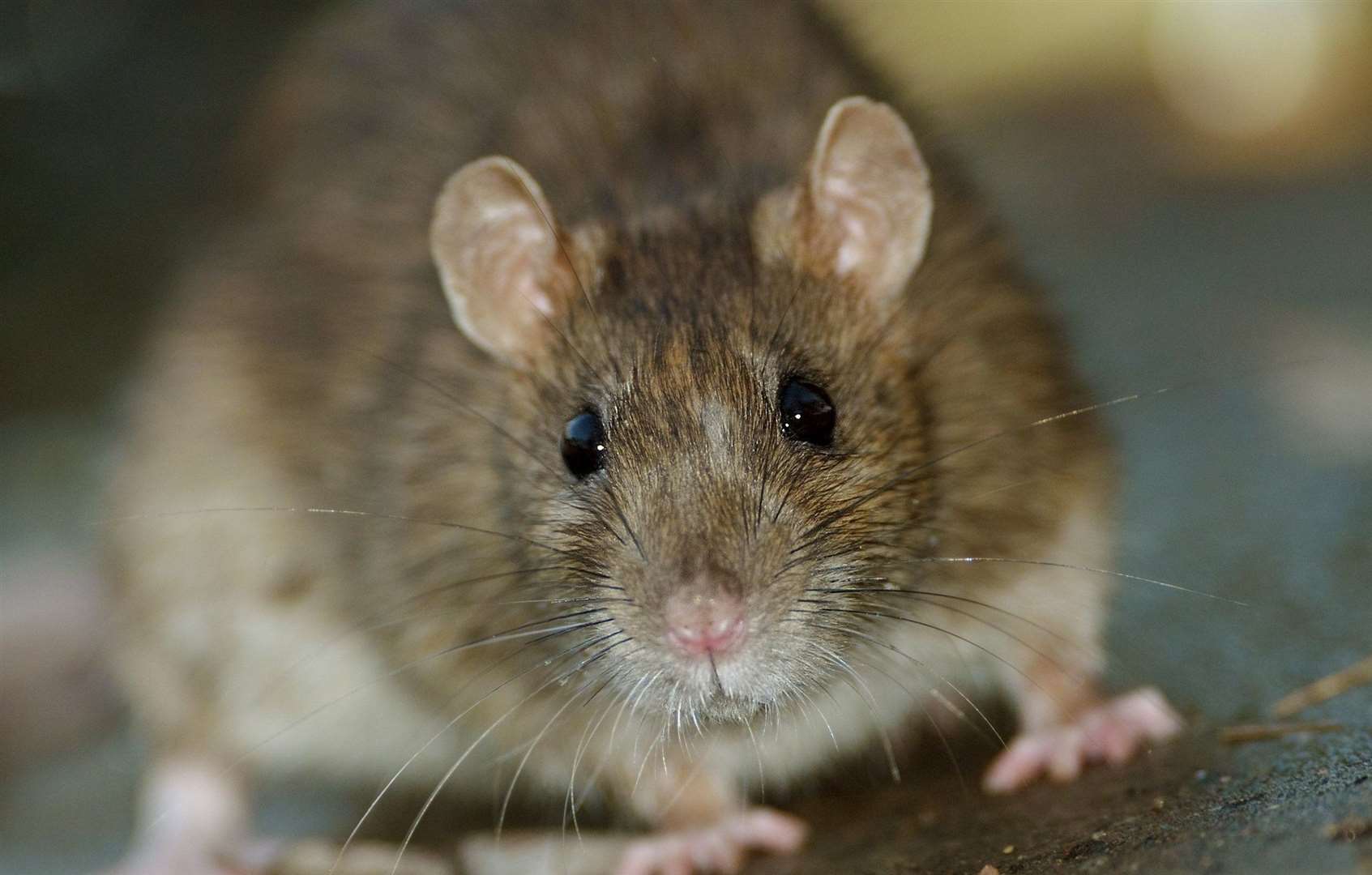 The rat was spotted scurrying across the ward (stock picture)