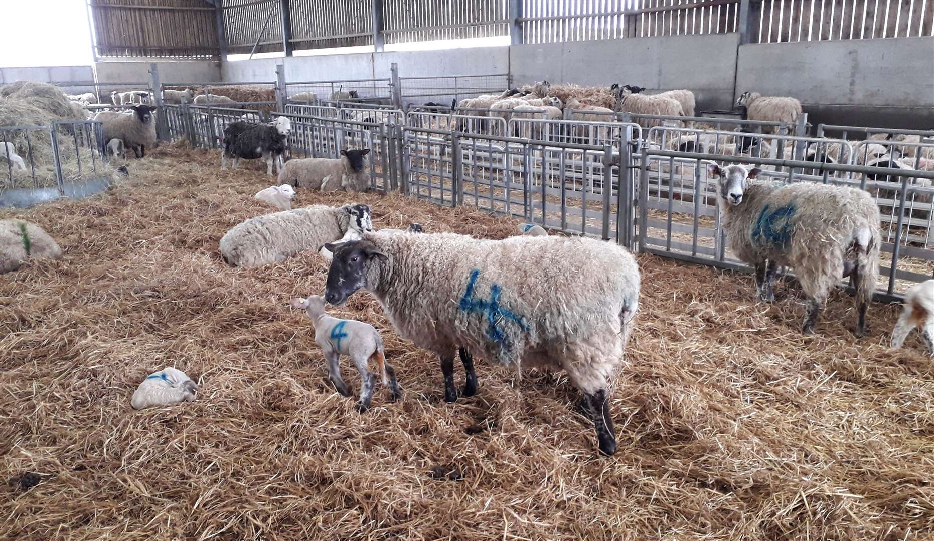 The busy lambing weekend returns to Tonbridge’s Hadlow College this April. Picture: Hadlow College