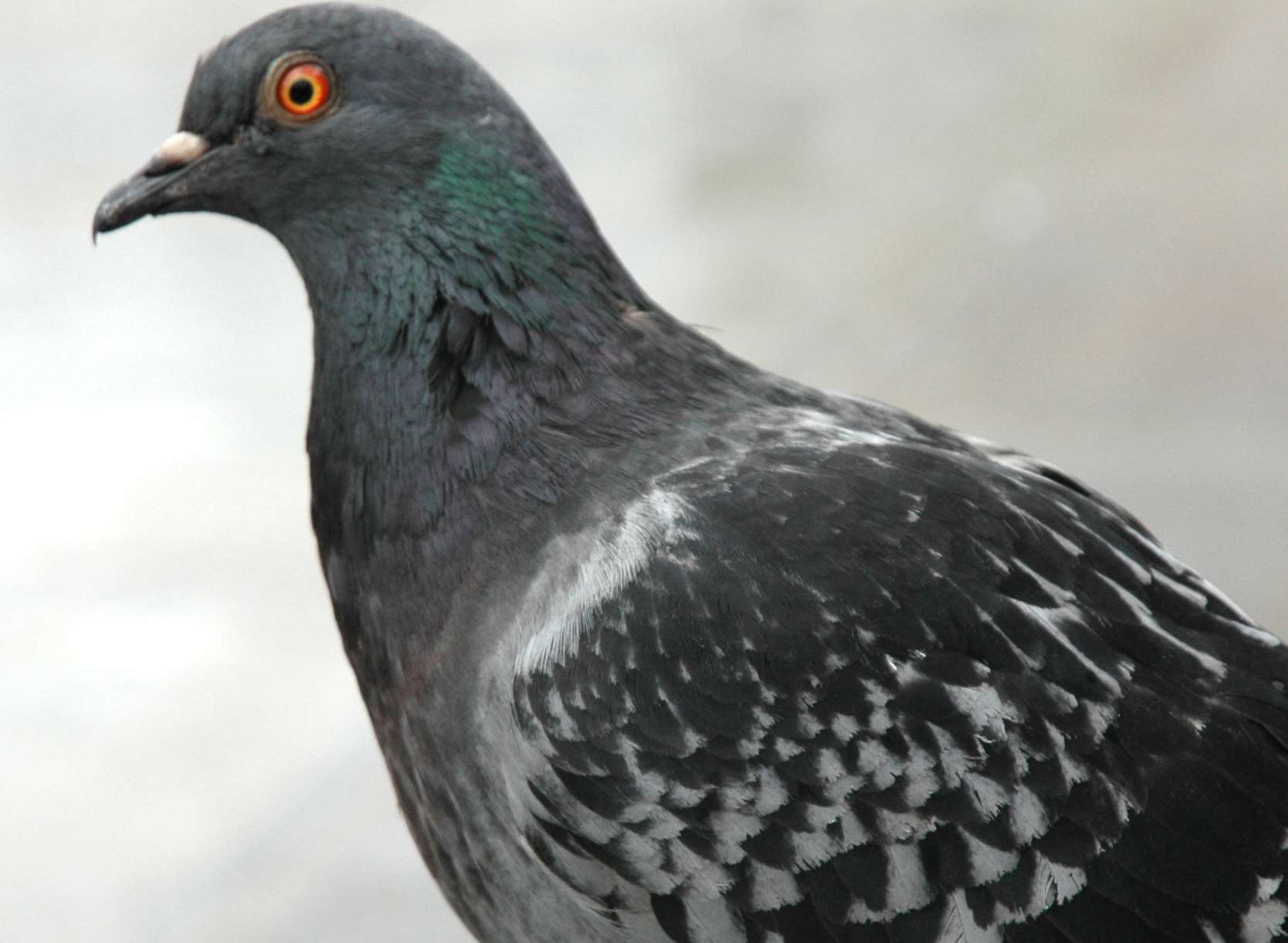 A local pigeon. Stock image