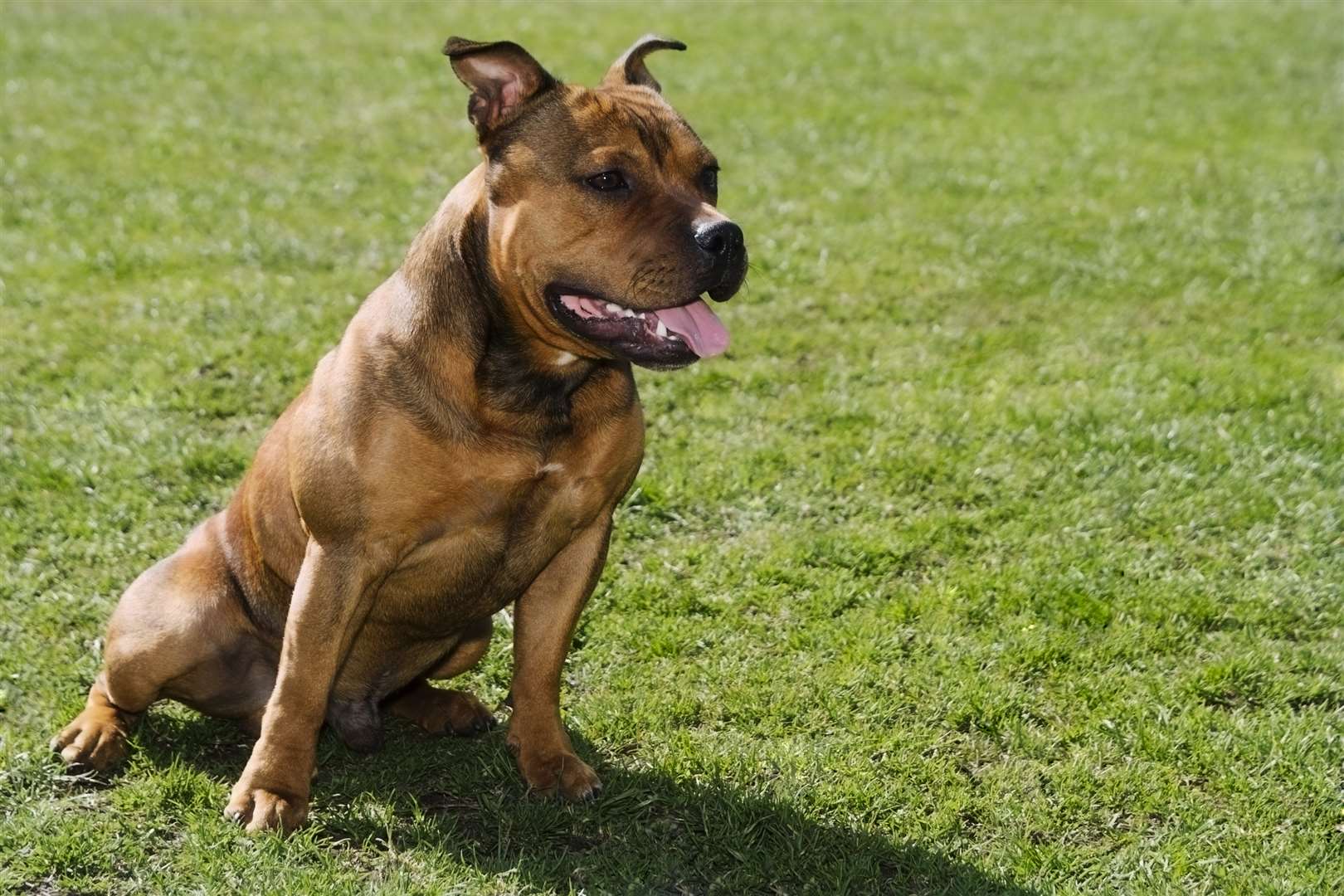 A Staffordshire bull terrier-type dog. Stock image