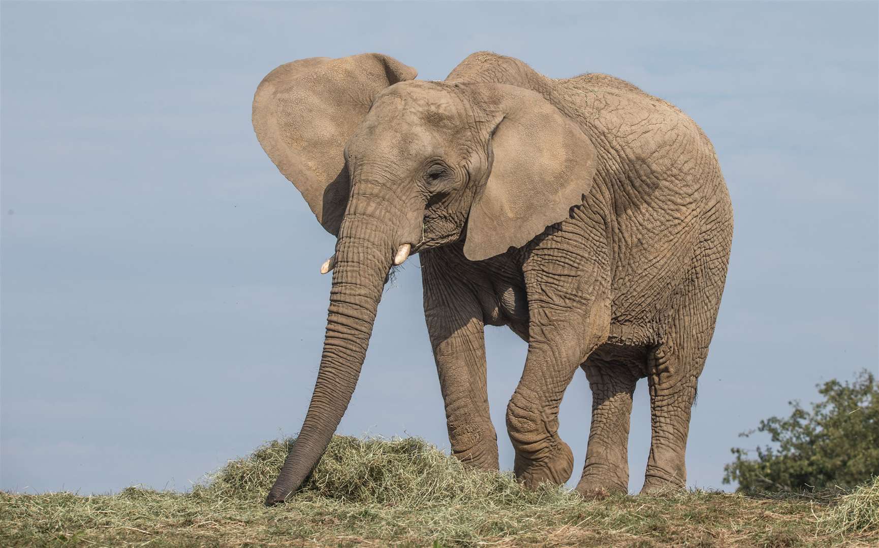 Jama will be one of 13 elephants to start a new life in Kenya