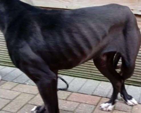 Annie the cane corso was found in a very poor condition wandering around Teynham. Picture: SBC