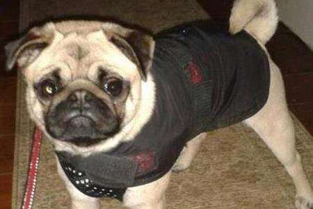 Jerry, a 13-month-old pug, was stolen in Gore Court Road, Sittingbourne