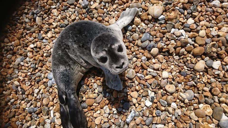 The seal pup was found on Deal beach (3110785)