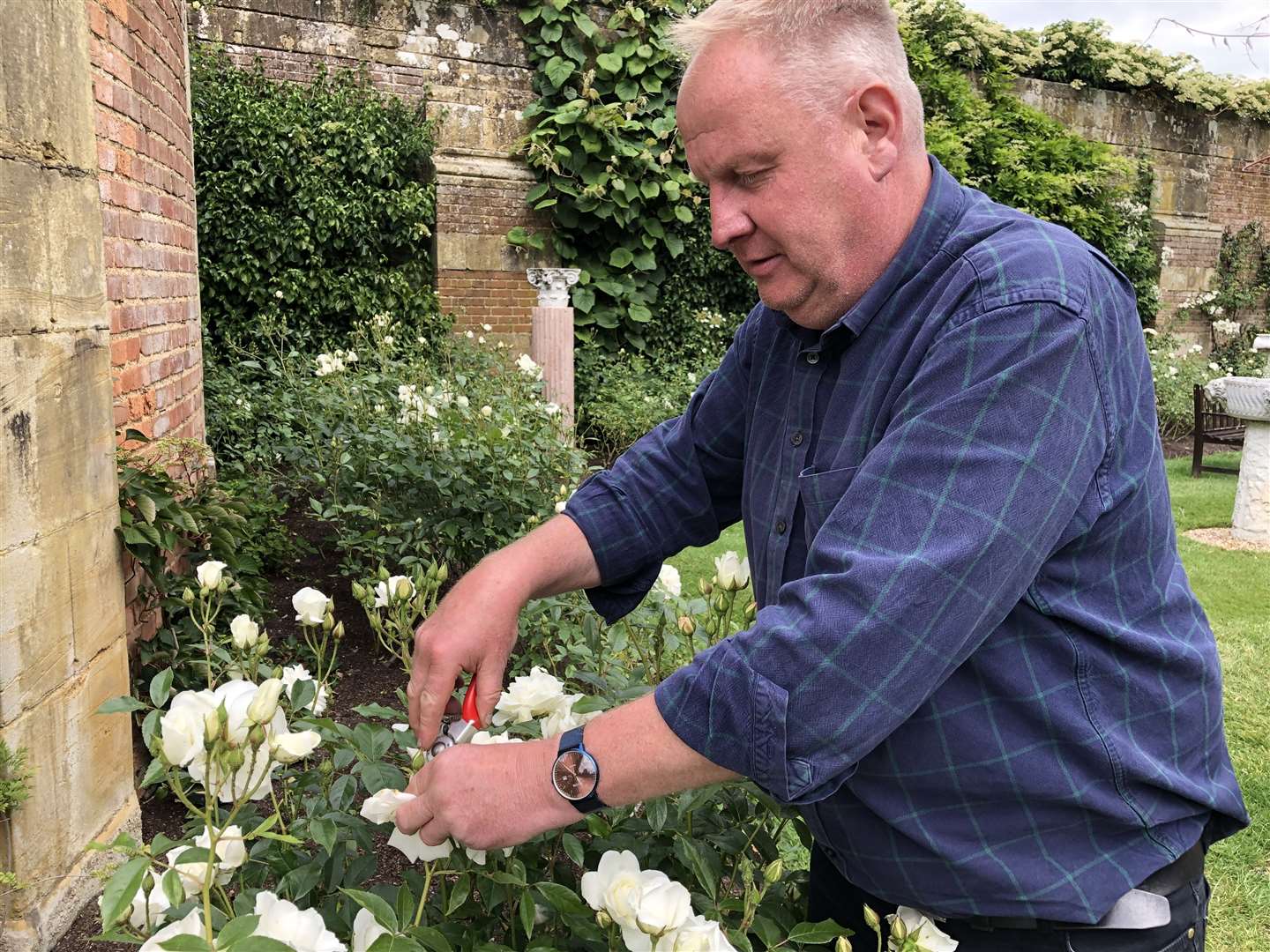 Neil Miller takes care of Hever's roses (12342786)