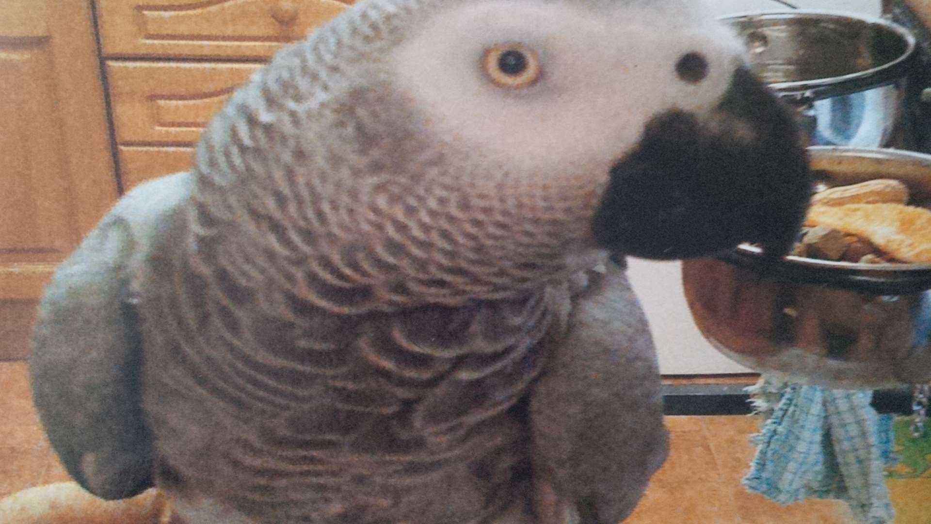 Foul-mouthed African grey parrot John has gone missing