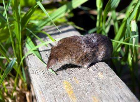 A pygmy shrew, similar to the one found in Maidstone's Mote Park