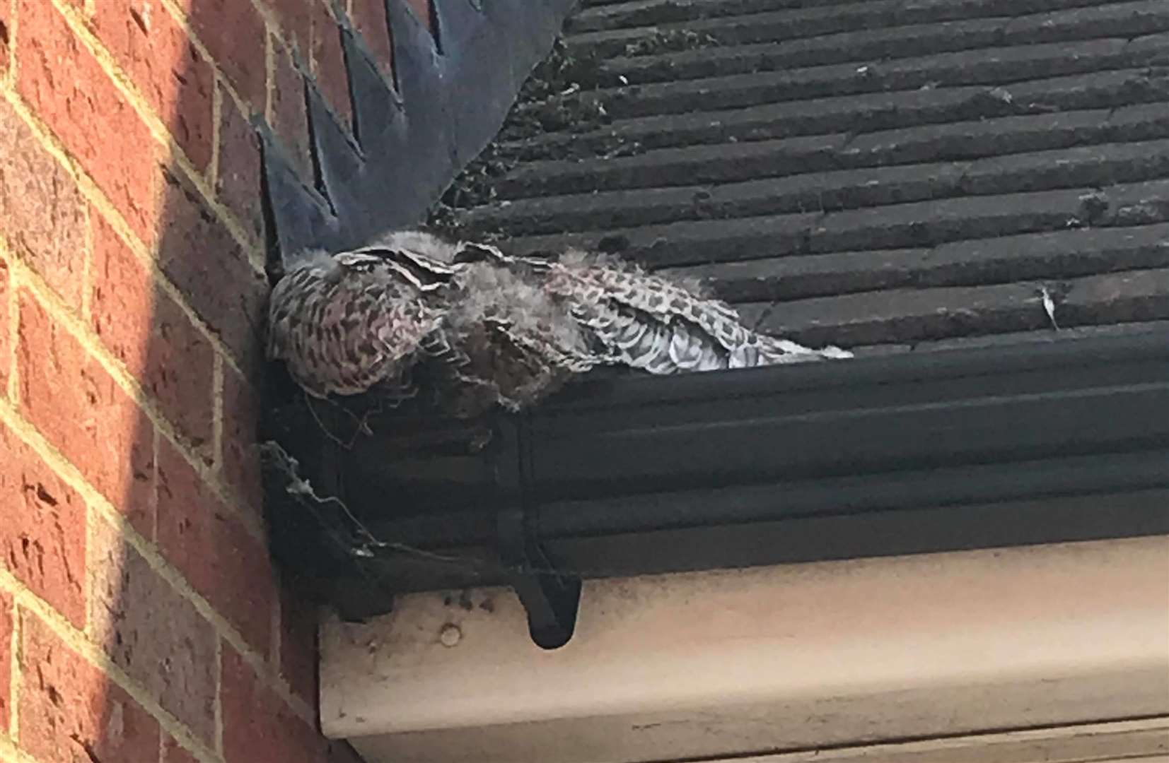 The gull stuck in the gutter