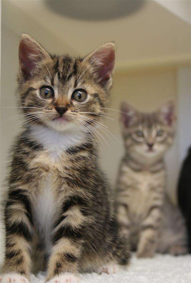 Thanet RSPCA's Woodchurch Animal Centre is bursting at the seams with an autumn clutch of kittens, desperately in need of new homes. Betsy gave birth to her litter in a treehouse