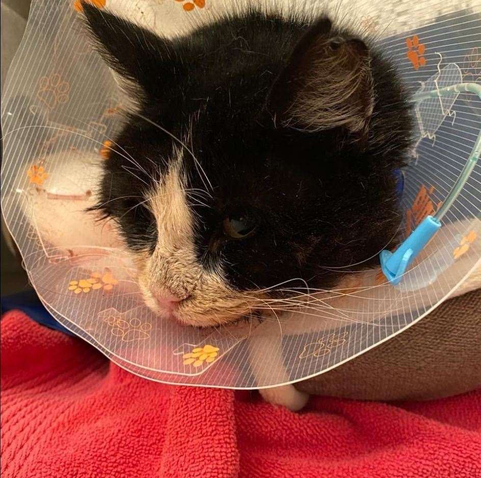 Under the vet: Murston the cat was found injured in Sittingbourne by Cats Protection Swale. Picture: Cats Protection Swale