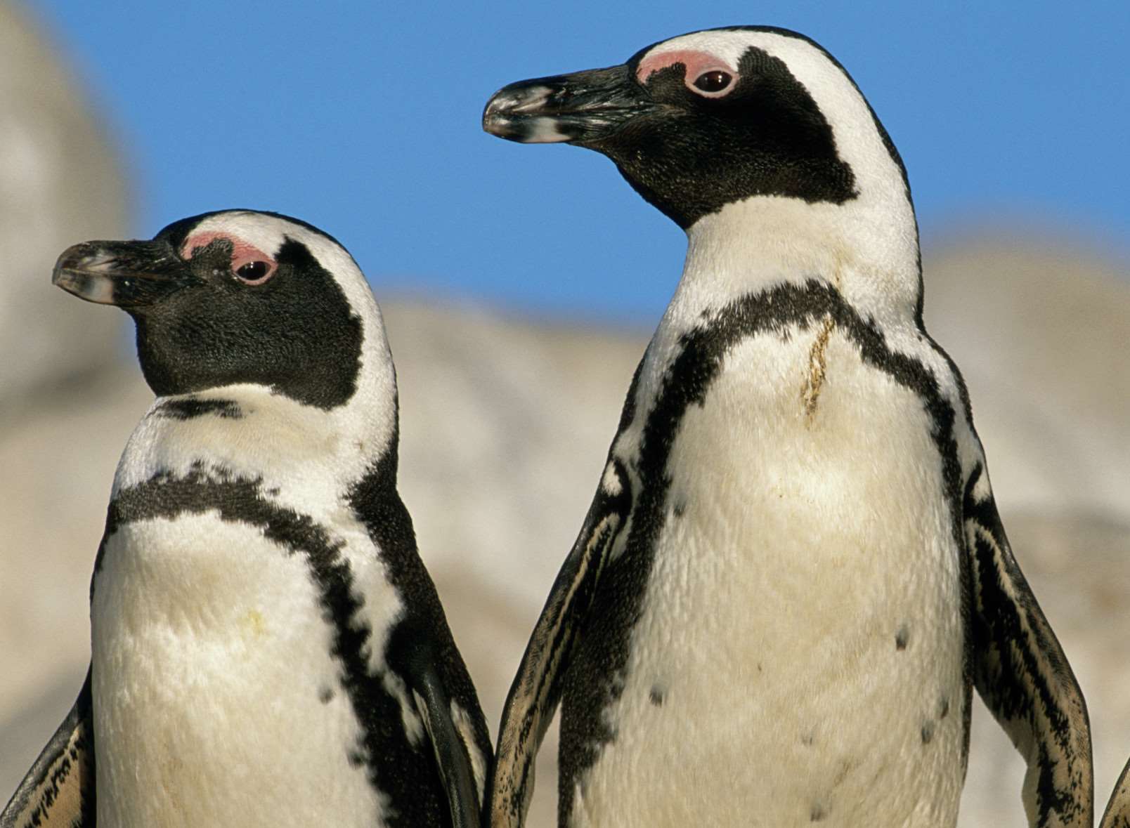 Meet the penguins at Nausicaa