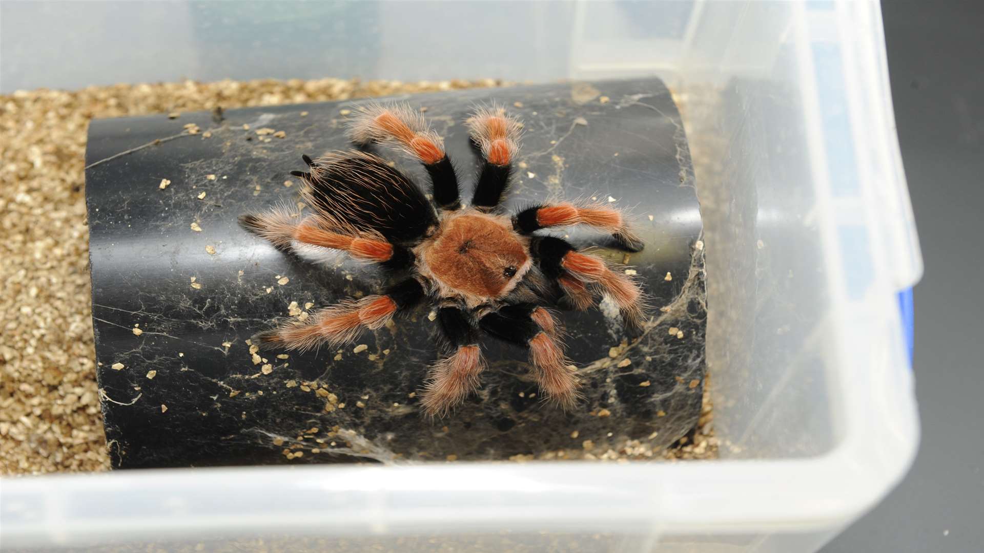 A Mexican Beauty Tarantula in the Venomtech lab