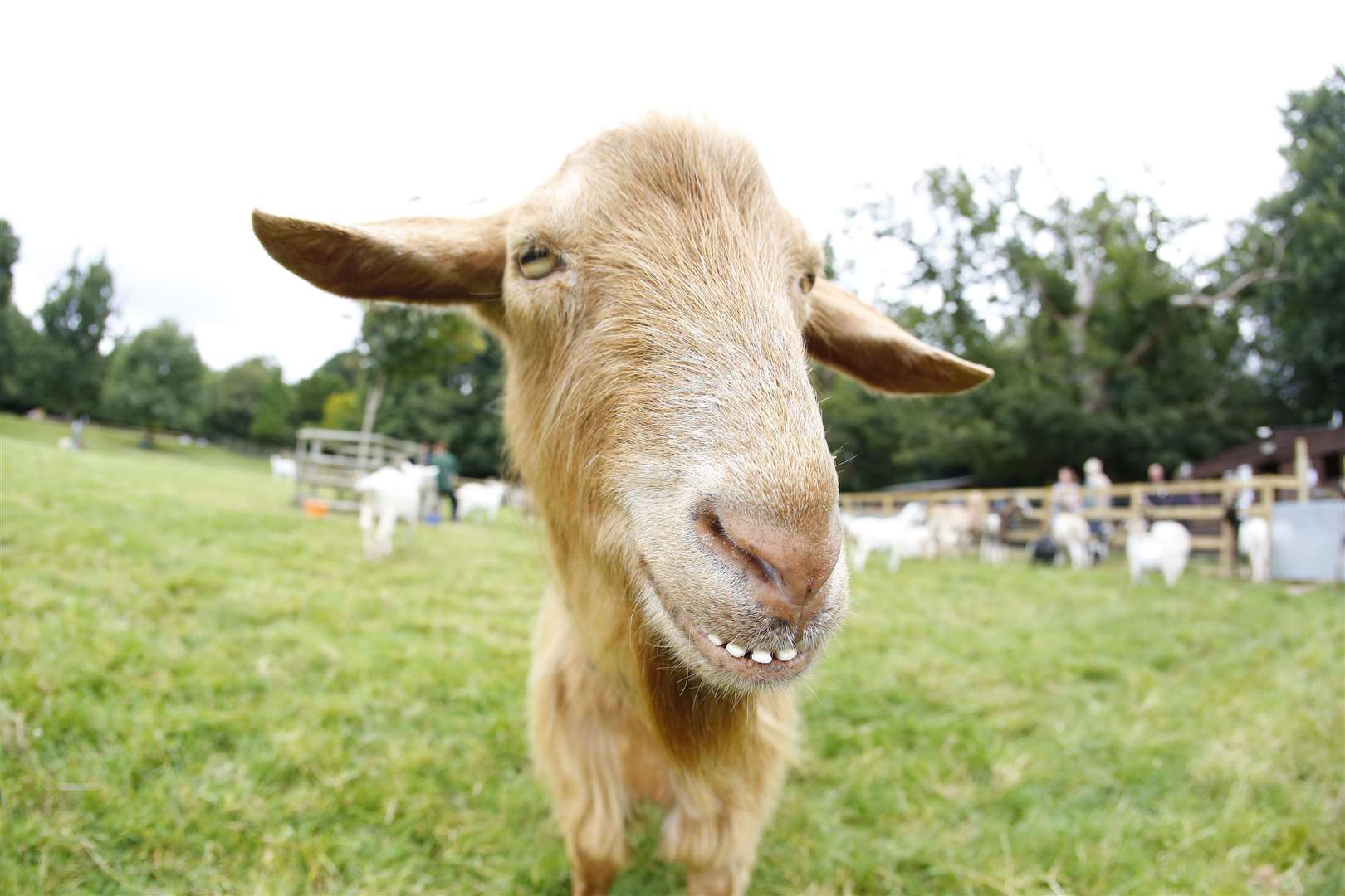 Buttercups Goat Sanctuary looks after 150 animals