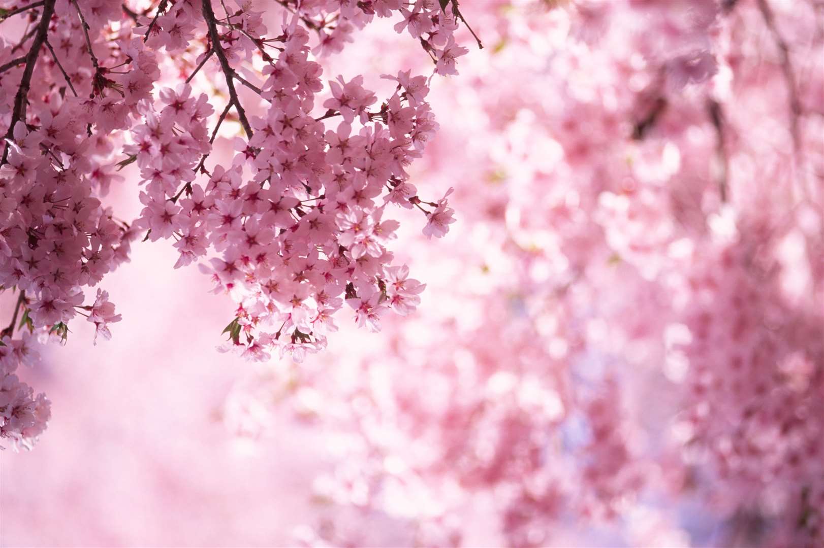 Cherry trees in full blossom. Image: iStock.