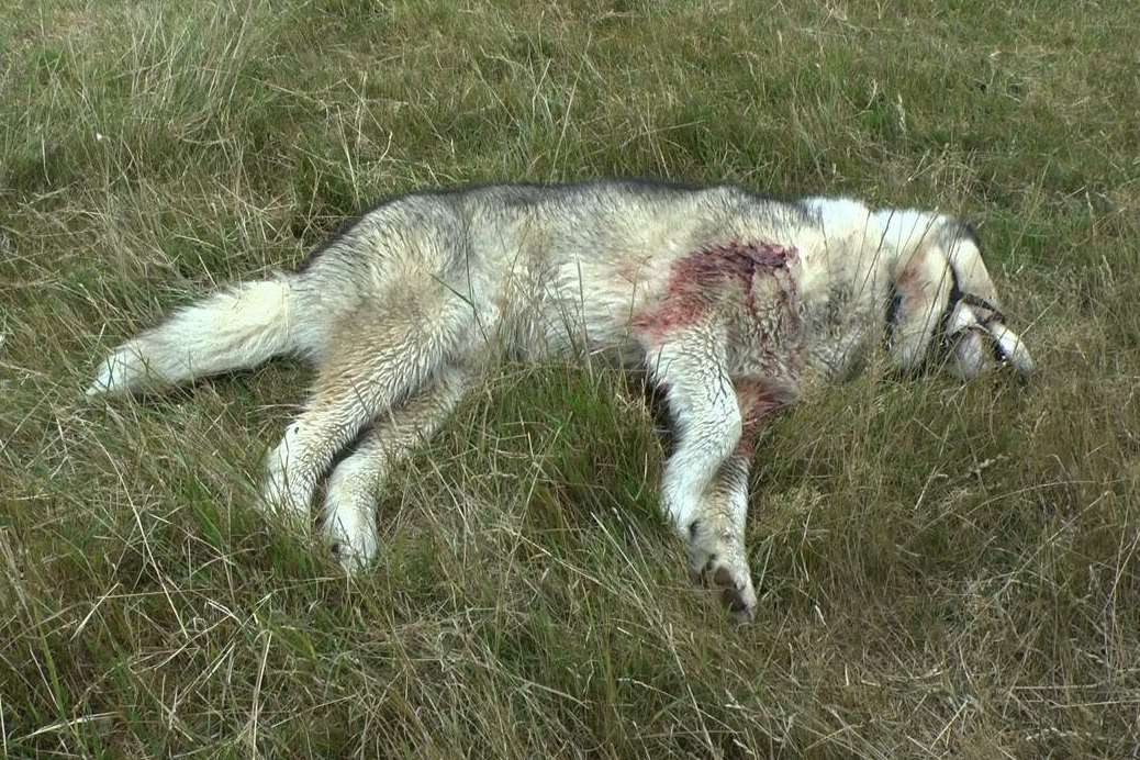 The body of Tundra after being shot
