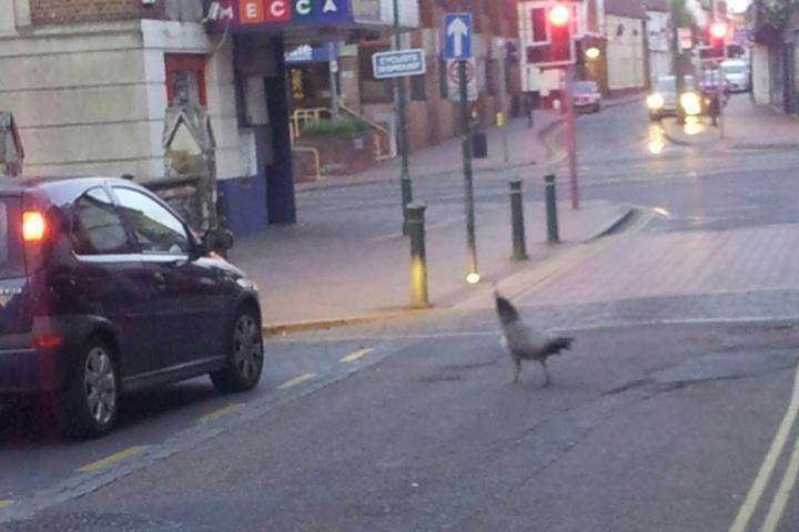 Peahen spotted by reader Shannon Triggs crossing the road at the bottom of the High Street
