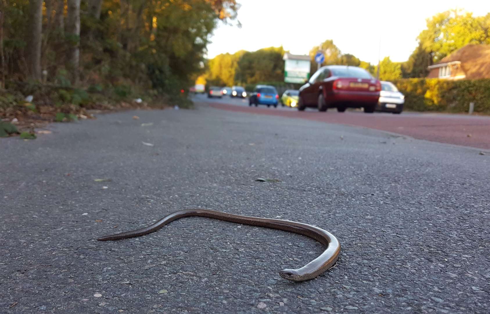 A slow worm on the pavement next to the site, photographed in October 2018