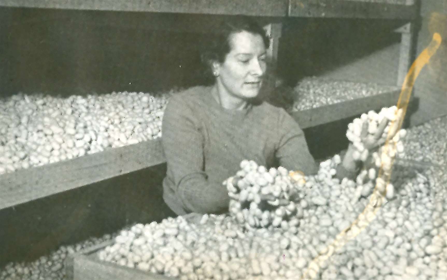 Zoe Hart Dyke with silk cocoons at Lullingstone