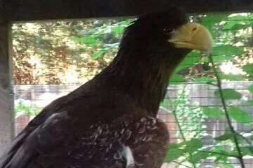 Rex has been found in Newcastle. Picture: Eagle Heights Wildlife Foundation
