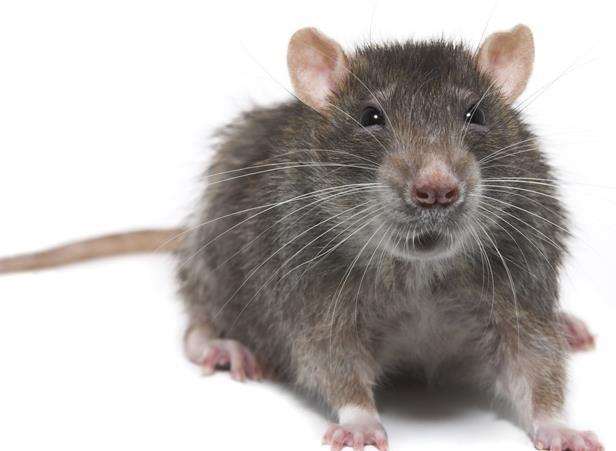 Rats have become a problem at Maidstone Prison (1478553)