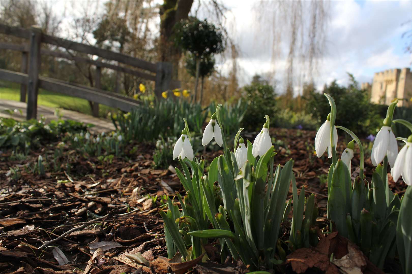 Snowdrops at Hever