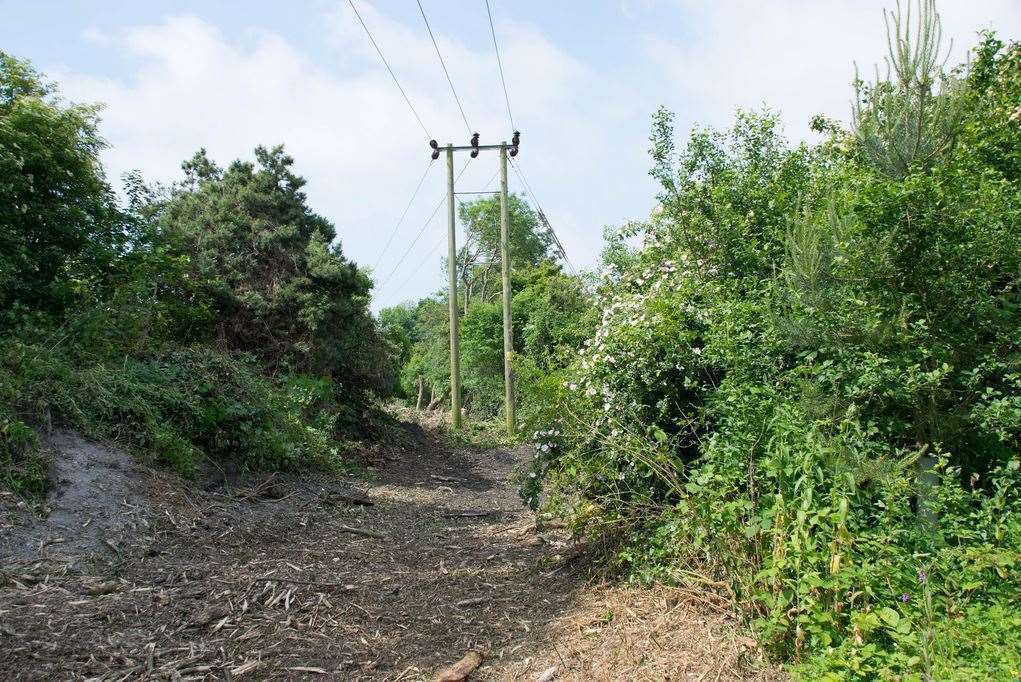 UK Power Networks cleared the trees