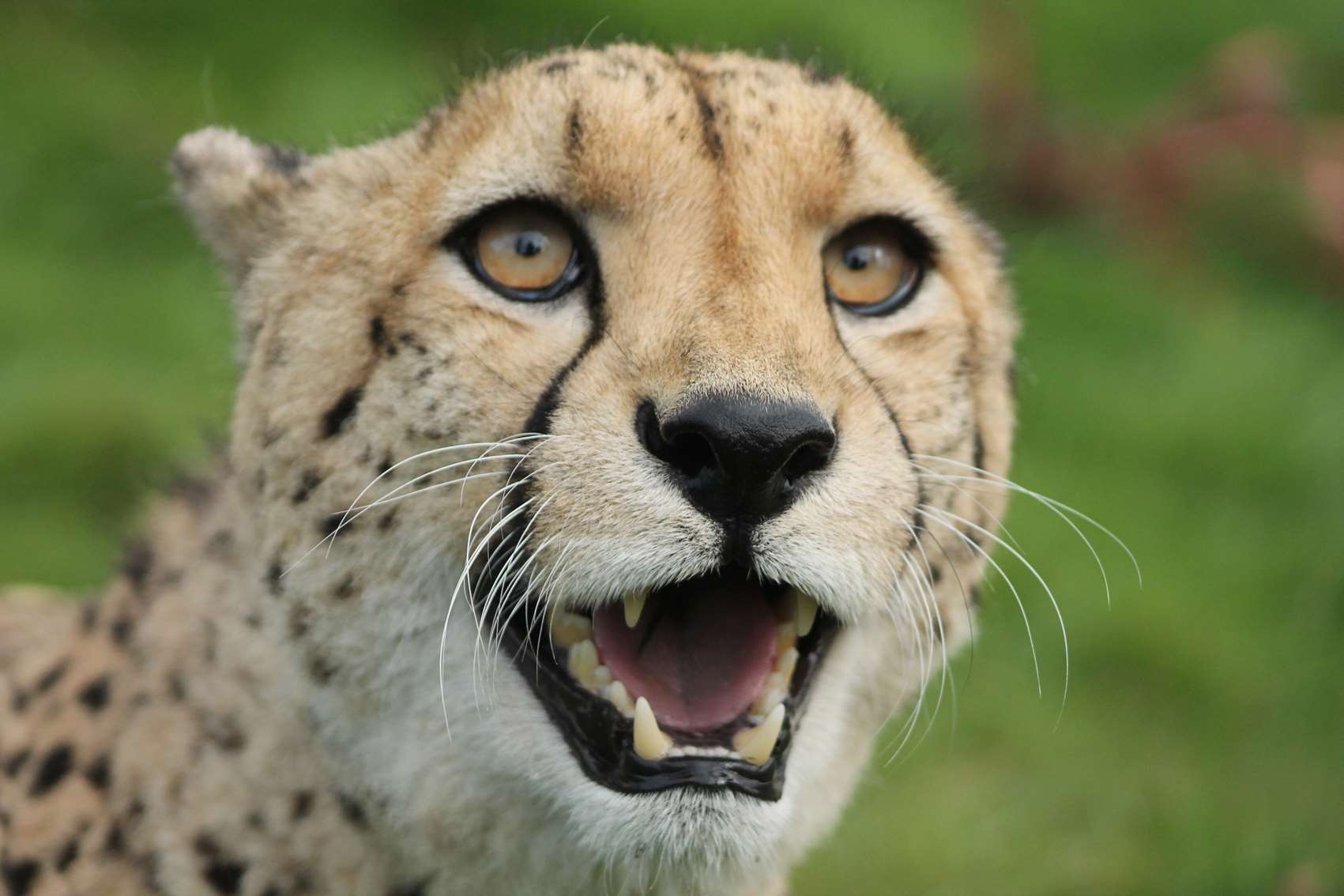 A coalition of cheetahs live at the Big Cat Sanctuary