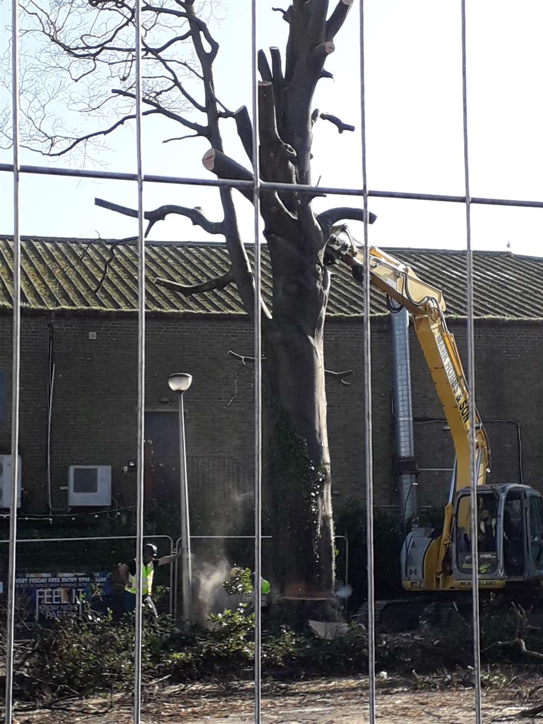 Aldi begins its demolition programme with the removal of the site's mature trees Picture: Nigel Lewis