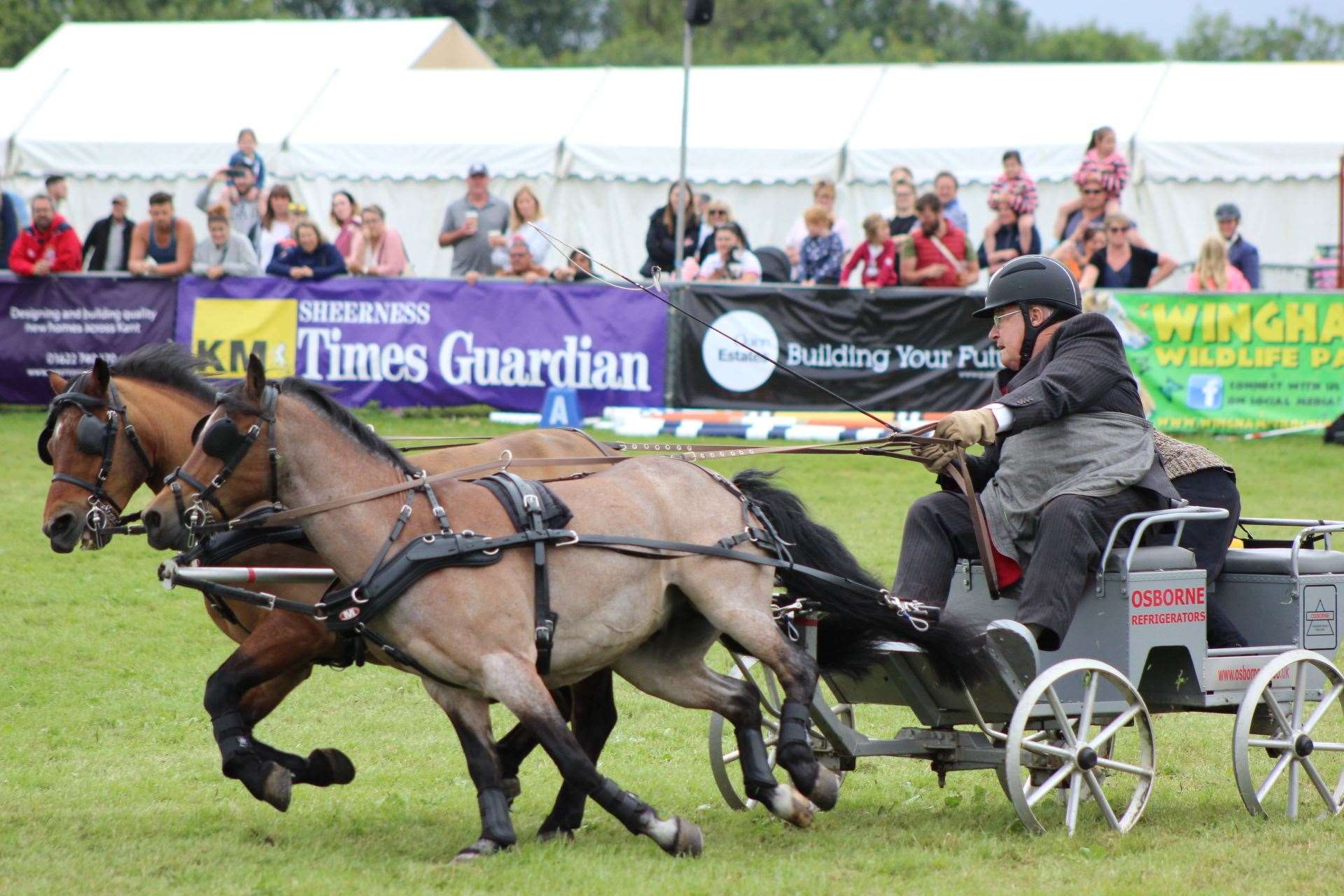 Veteran scurry driver Jeff Osborne, 83, from Bognor Regis and his ponies Twitter and Tweet dash past the Sheerness Times Guardian banner at the Kent County Show (13545728)