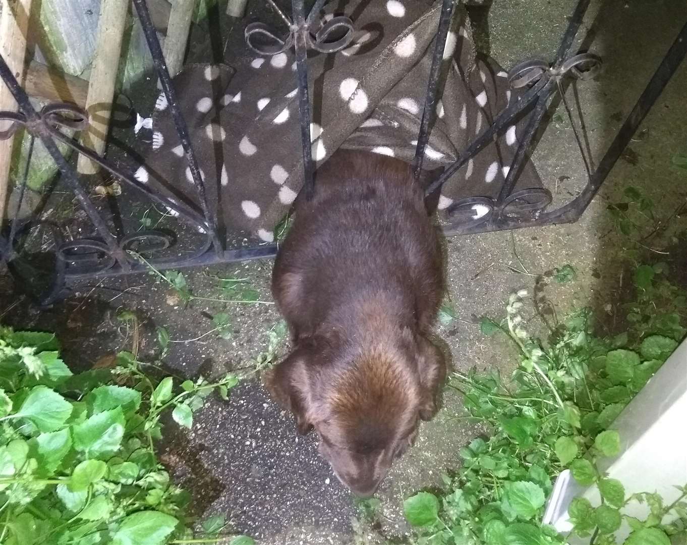 Labrador "Belinda" was found trapped in a gate (2329154)