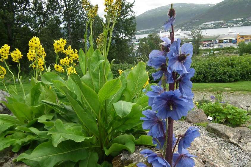 Thousands of Arctic and Alpine plants flourish in this remote outpost
