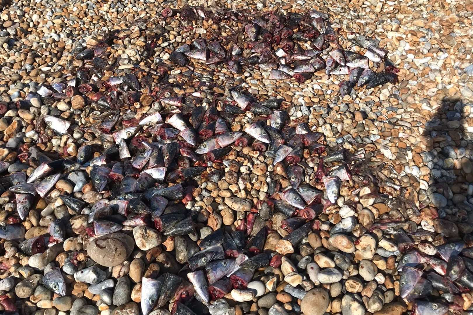 A pile of severed fish heads has been found on Dungeness beach. Photo: Owen Leyshon