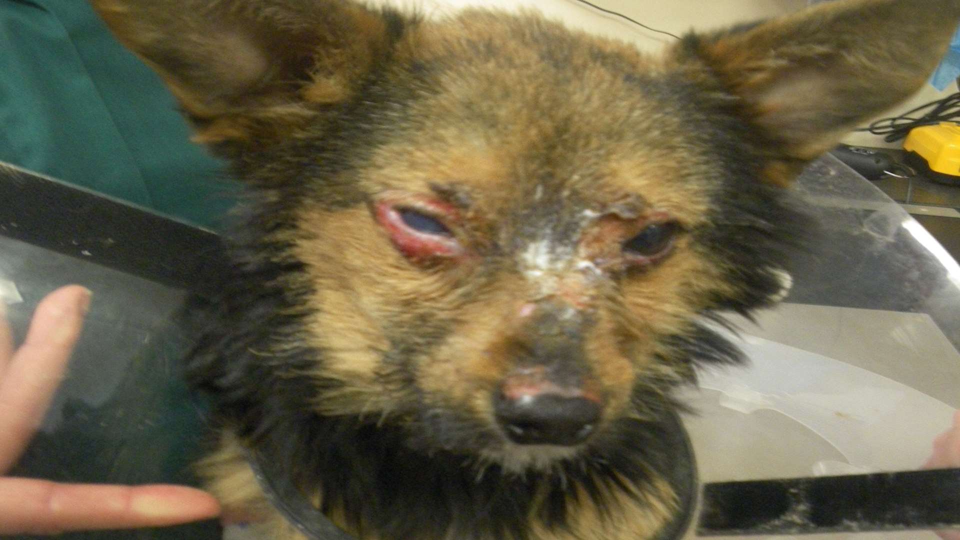 The Chihuahua cross being cared for by vets