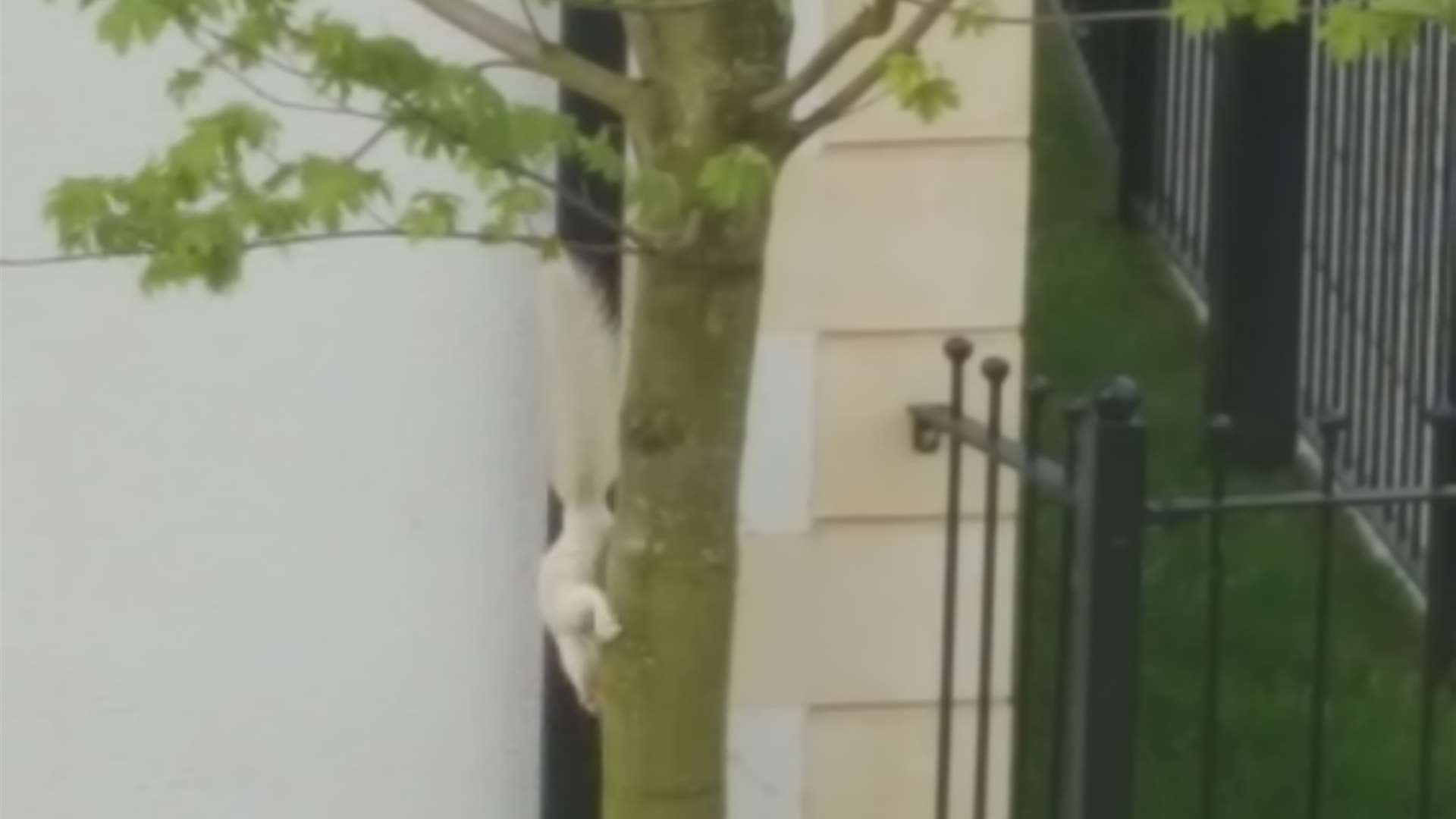 The apparently albino squirrel scuttles down a tree