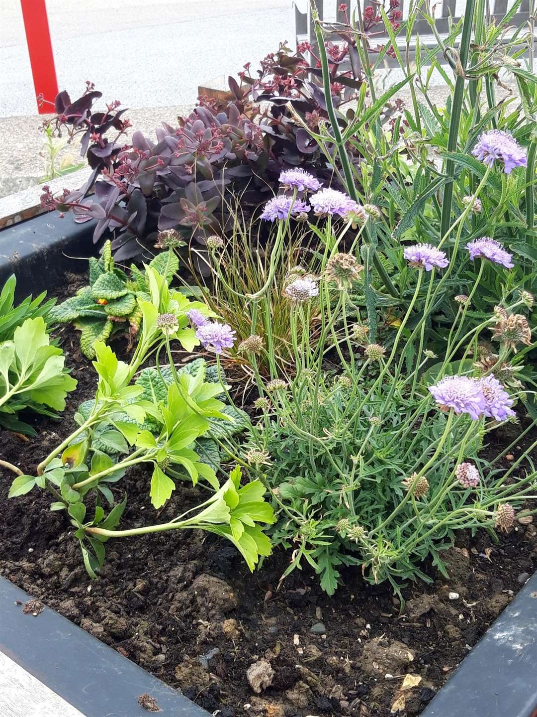 The sustainable planting has been a success for Deal Town Council. Pictures Susan Carlyle