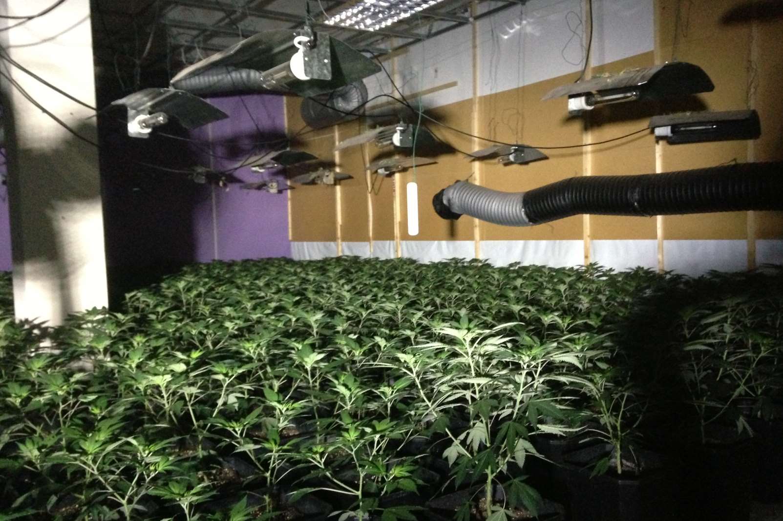 A huge cannabis factory was uncovered at a Dartford office block