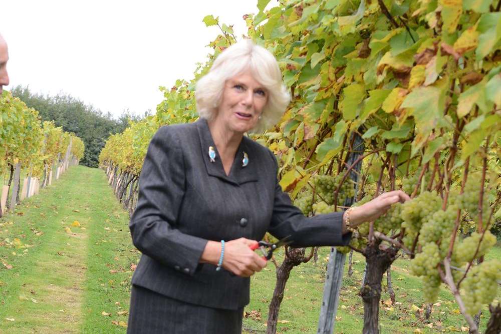The Duchess of Cornwall cuts chardonnay grapes at Chapel Down Winery in Tenterden