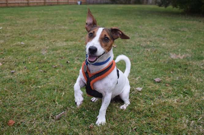 Floyd is one of the dogs given a home by Battersea