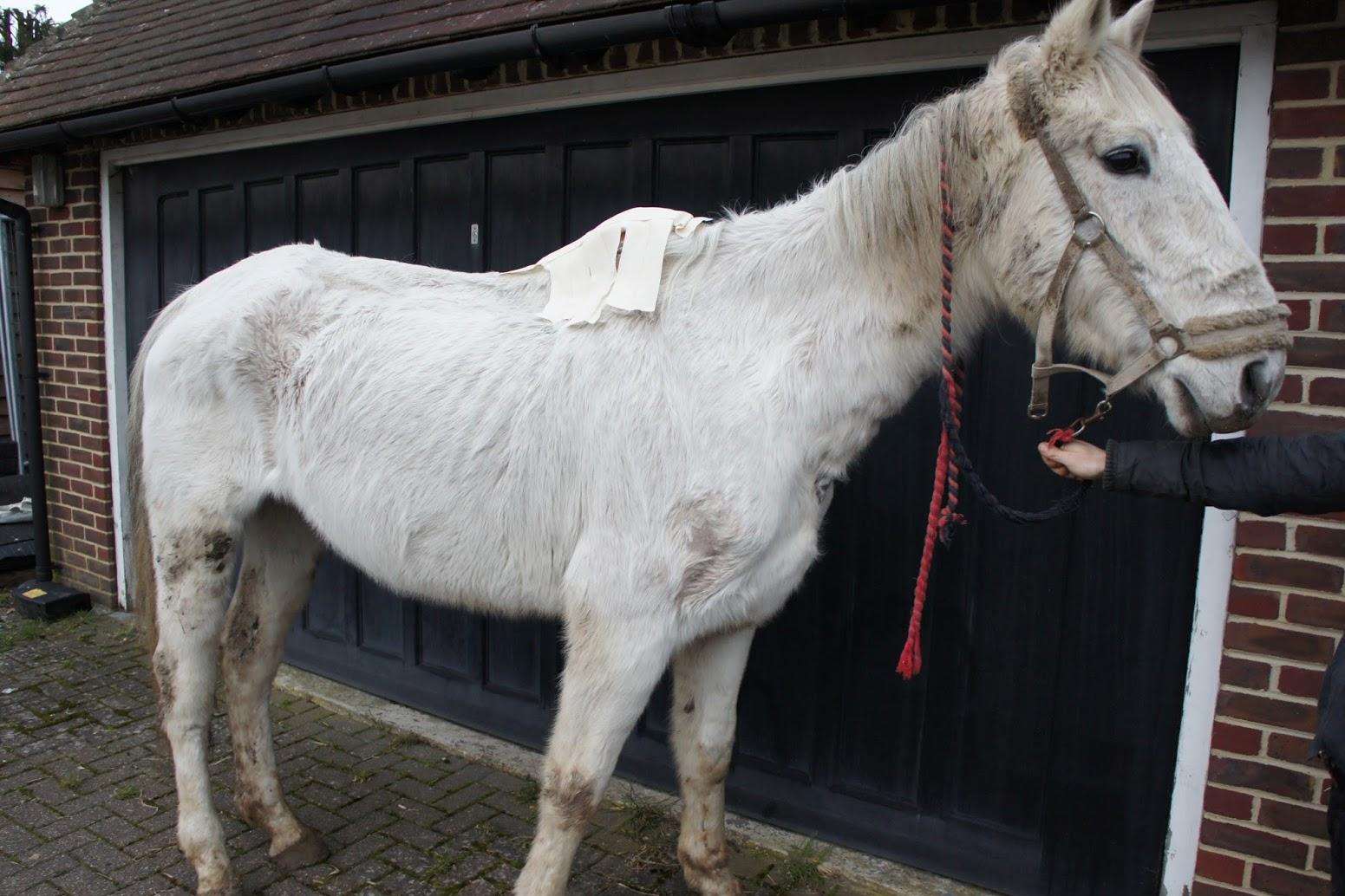 A woman has been disqualified from keeping horses for two years after being found guilty to causing suffering to her grey gelding called Tomboy.