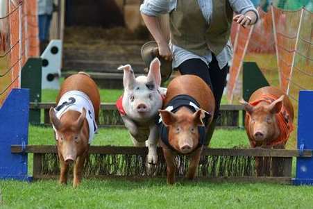 Pig racing is back at the county show in 2018